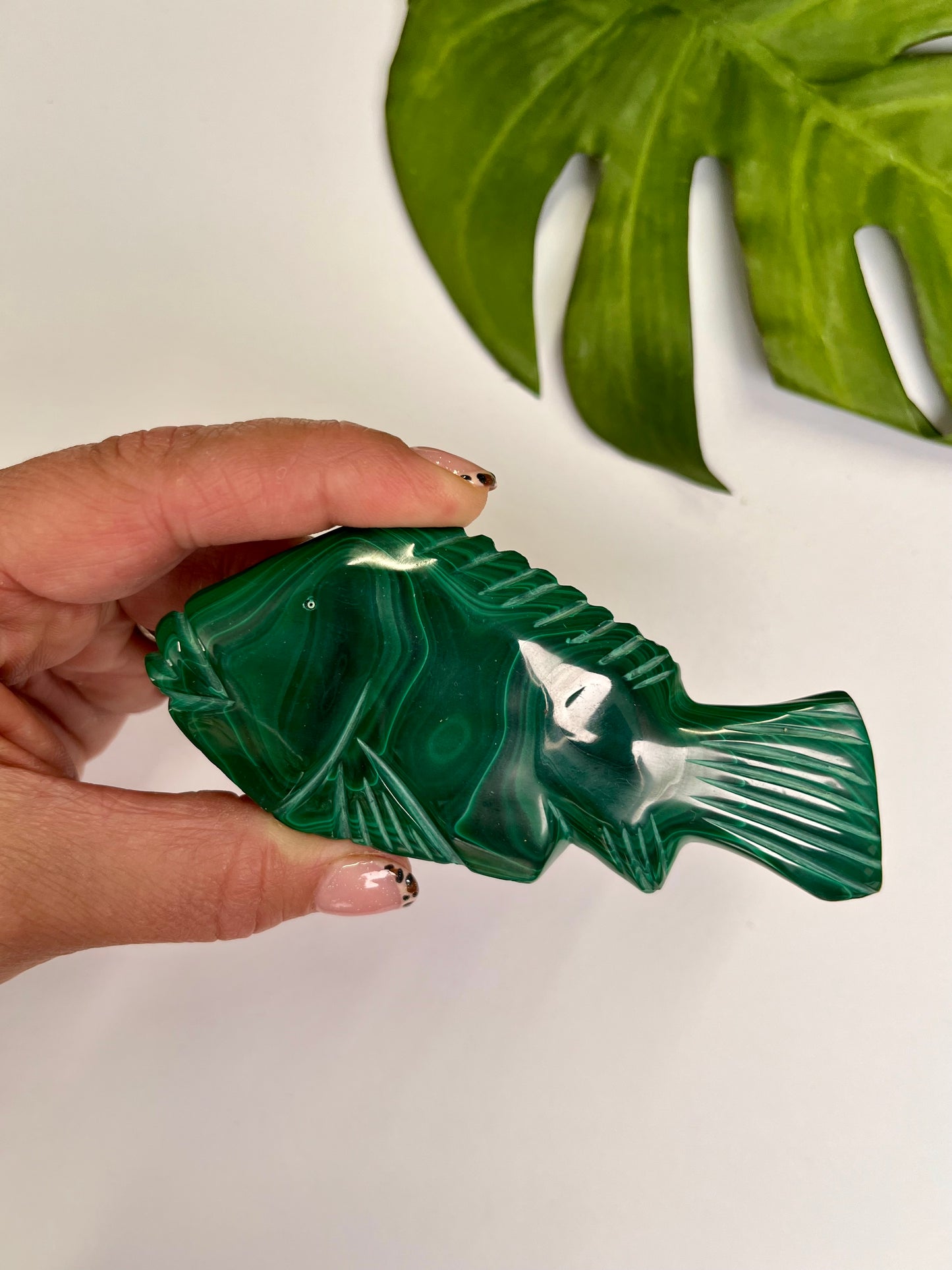 Malachite Fish