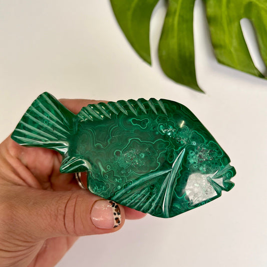 Malachite Fish