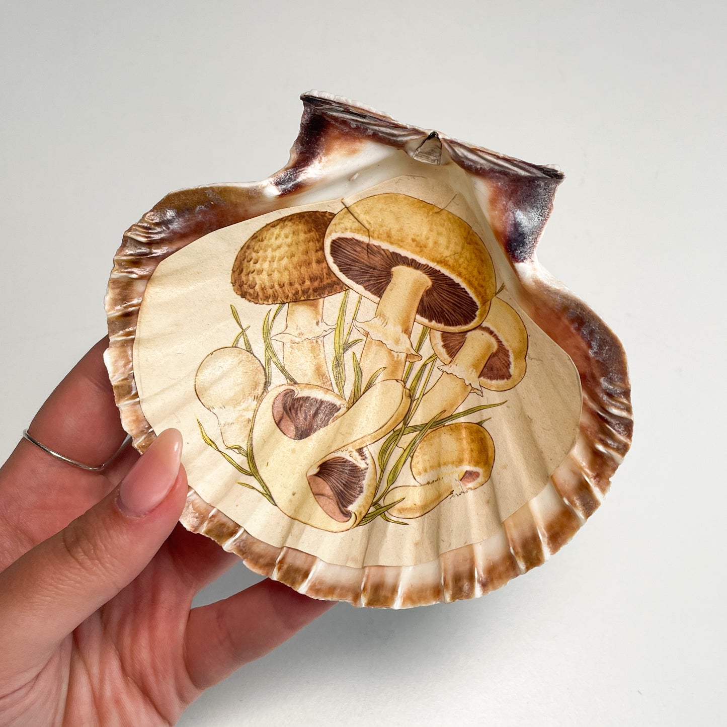 Shell Bowl/Dish #F