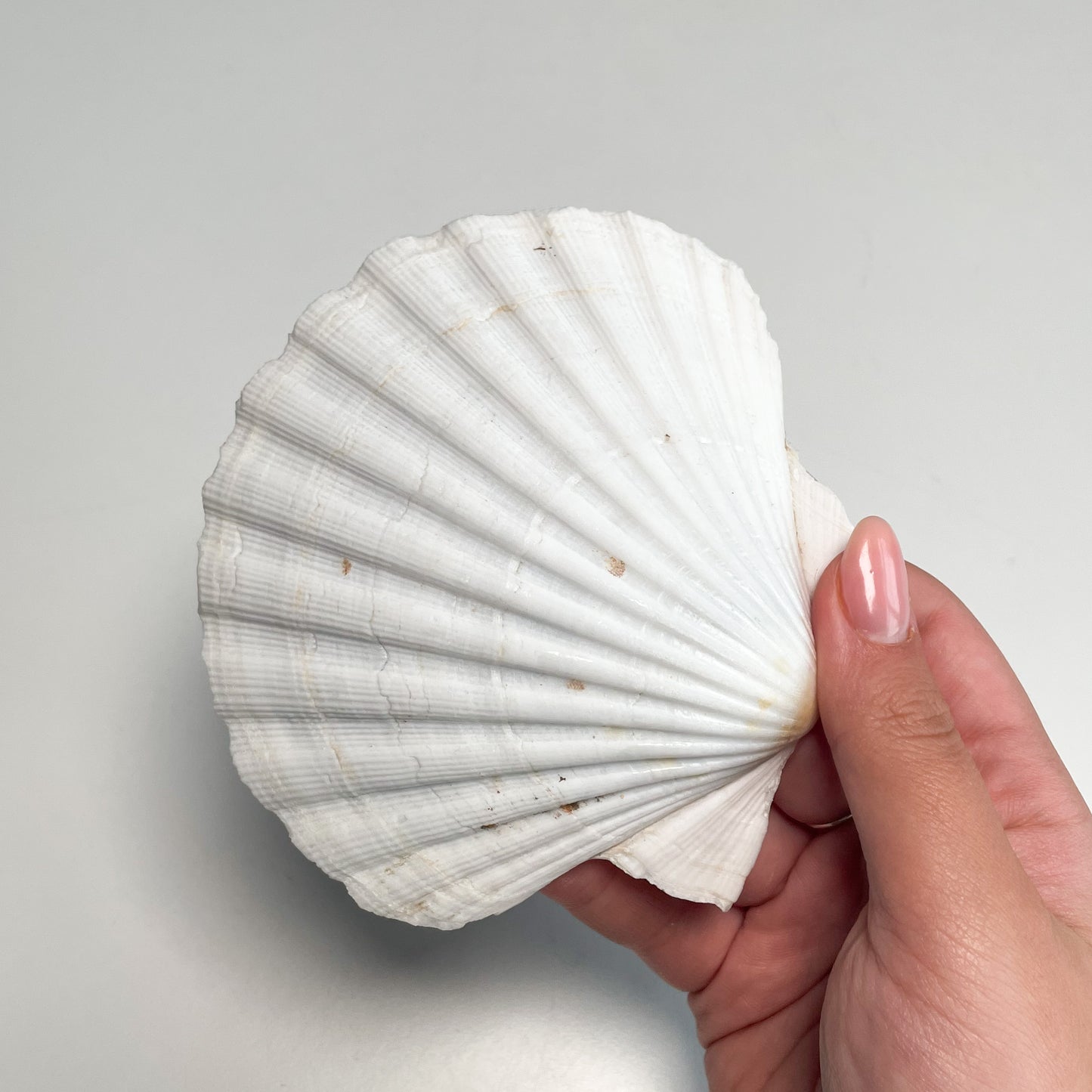 Shell Bowl/Dish #F