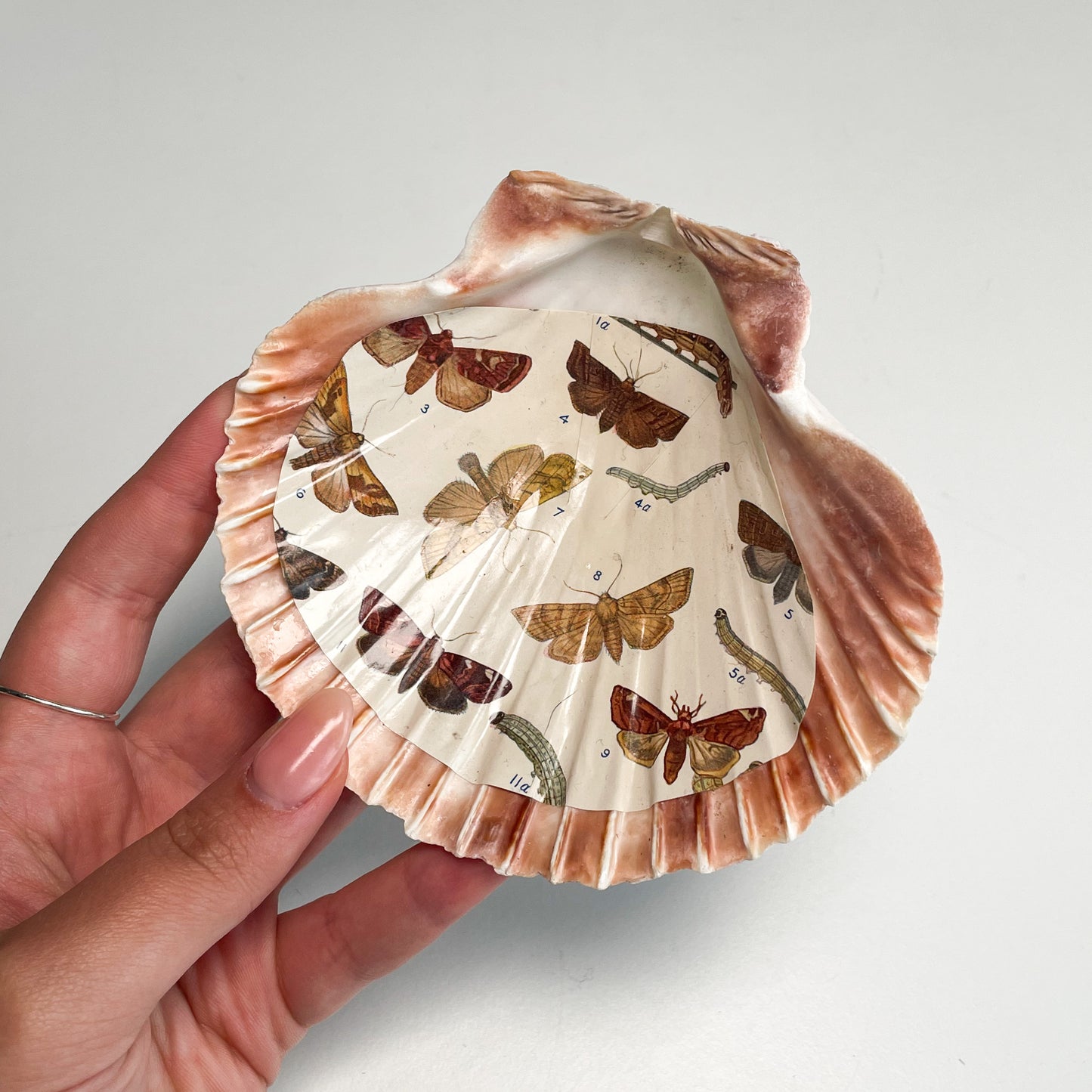 Shell Bowl/Dish #E